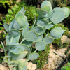 Kalanchoe panamensis