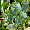 Kalanchoe panamensis