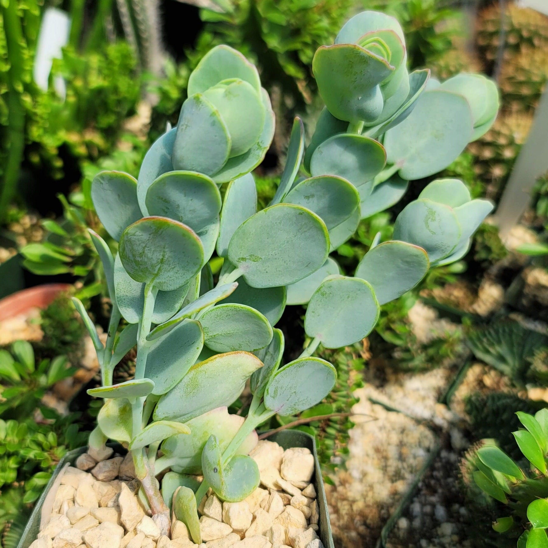 panamensis succulent Kalanchoe panamensis – Planet Desert