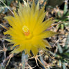 Leuchtenbergia principis