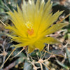 Leuchtenbergia principis