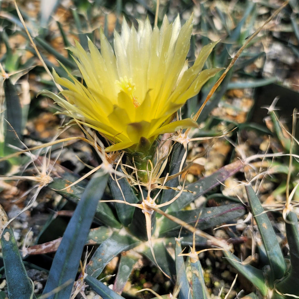Leuchtenbergia principis