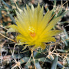 Leuchtenbergia principis