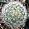 Mammillaria boolli