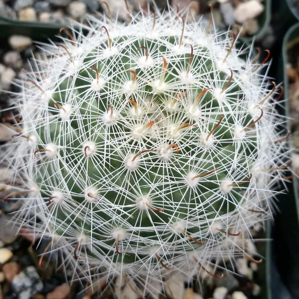 Mammillaria boolli