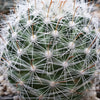 Mammillaria boolli