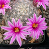 Mammillaria boolli