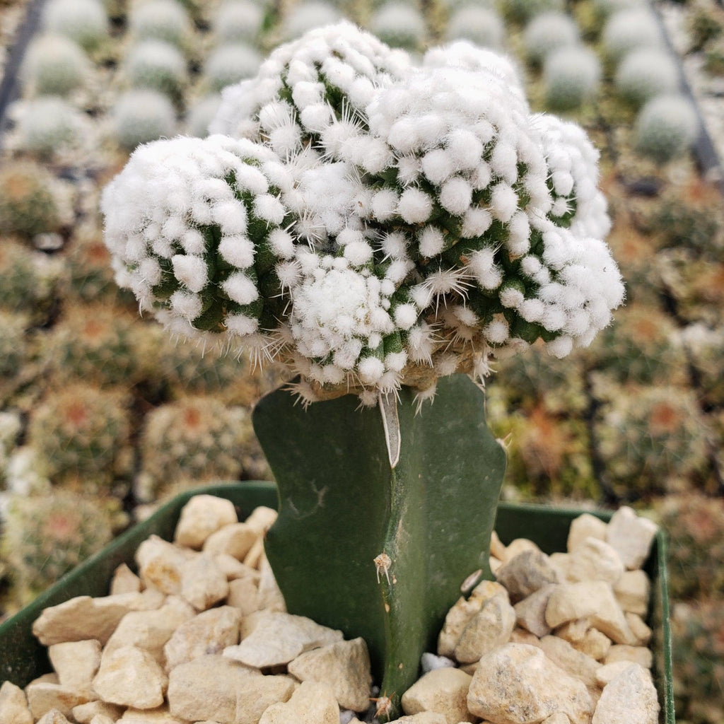 Mammillaria gracilis cv. oruga grafted