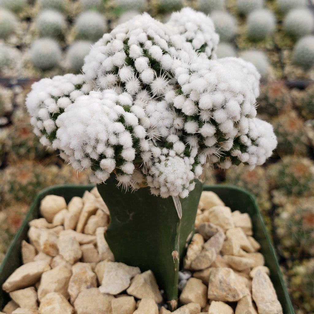 Mammillaria gracilis cv. oruga grafted