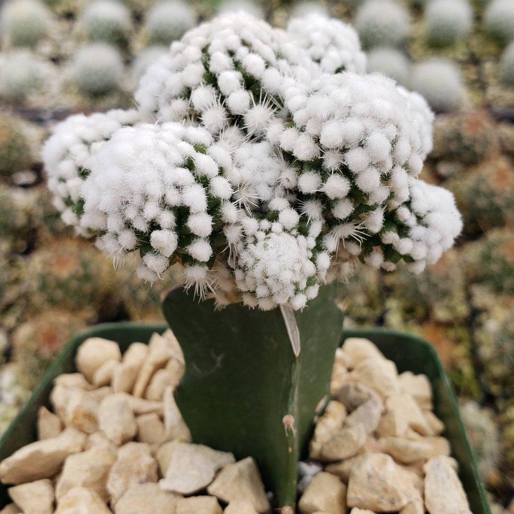 Mammillaria gracilis cv. oruga grafted