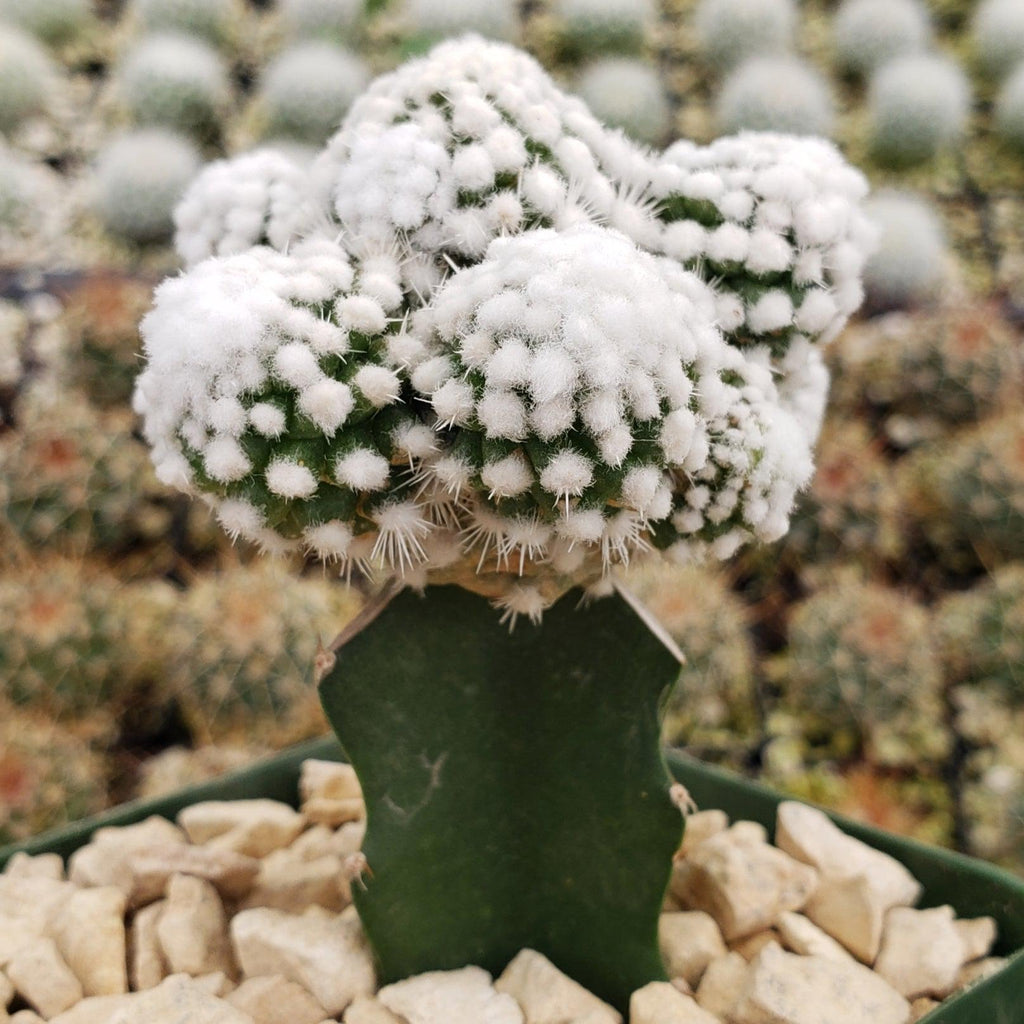 Mammillaria gracilis cv. oruga grafted