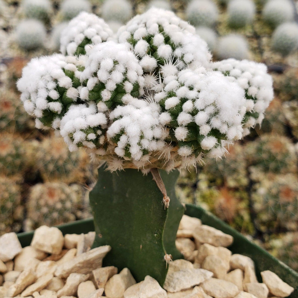 Mammillaria gracilis cv. oruga grafted