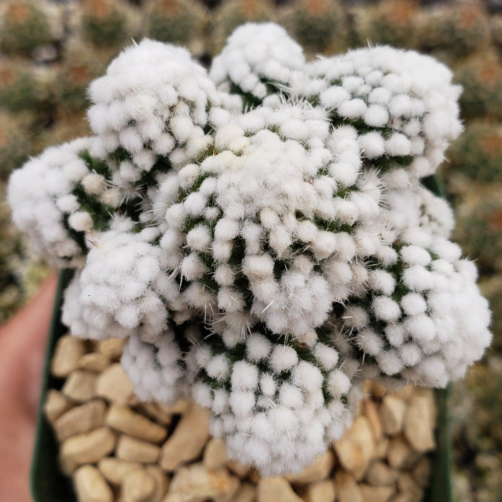 Mammillaria gracilis cv. oruga grafted