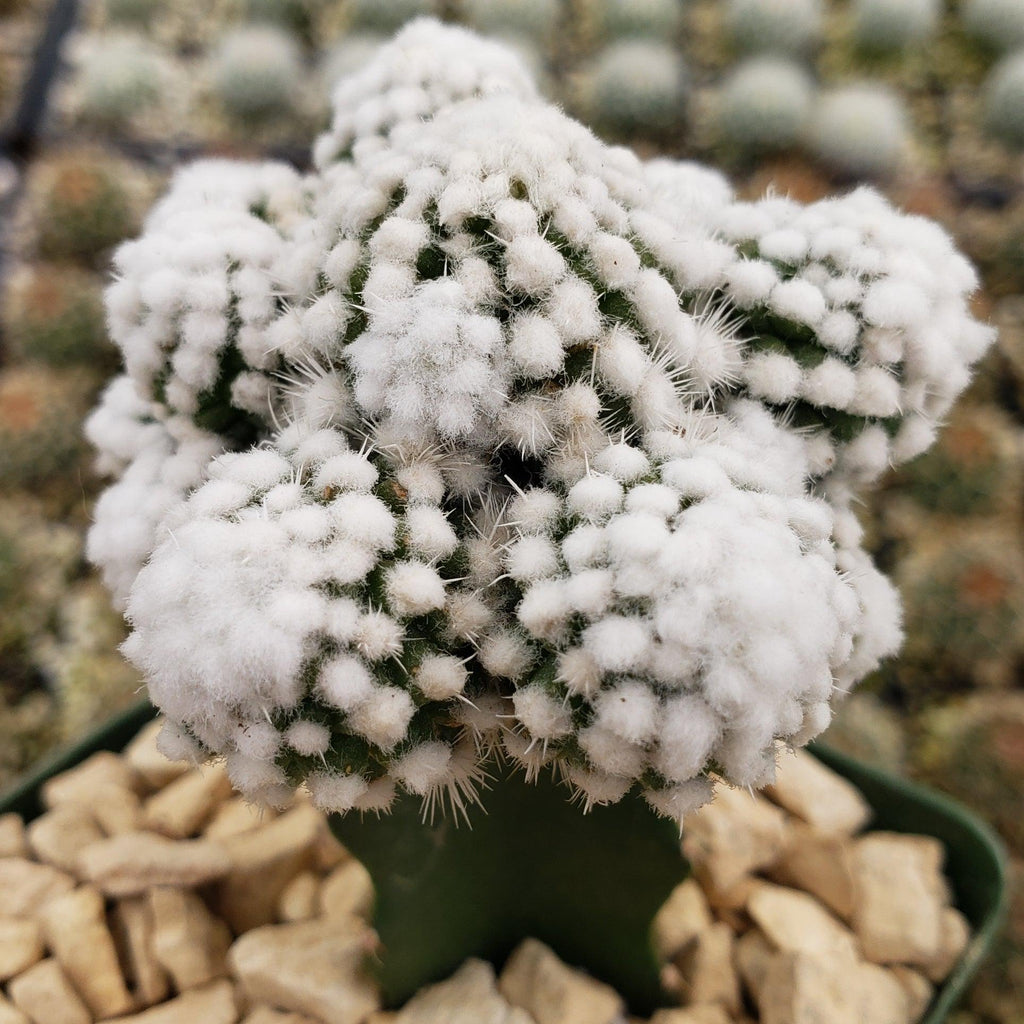 Mammillaria gracilis cv. oruga grafted