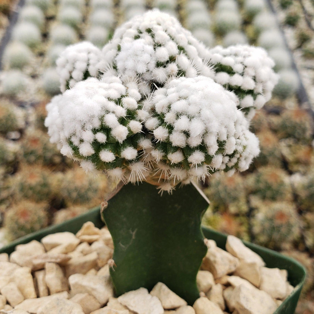 Mammillaria gracilis cv. oruga grafted