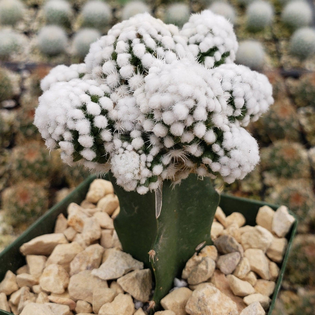 Mammillaria gracilis cv. oruga grafted