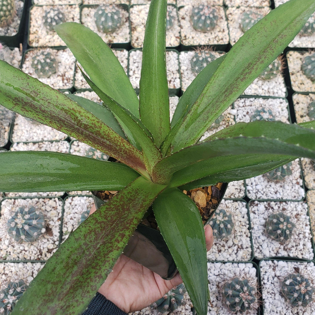 Mangave Macho Mocha Large