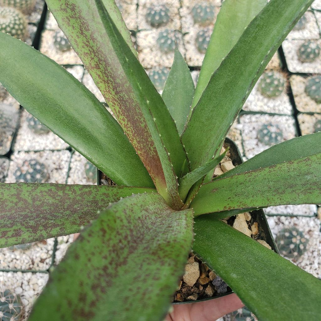 Mangave Macho Mocha Large