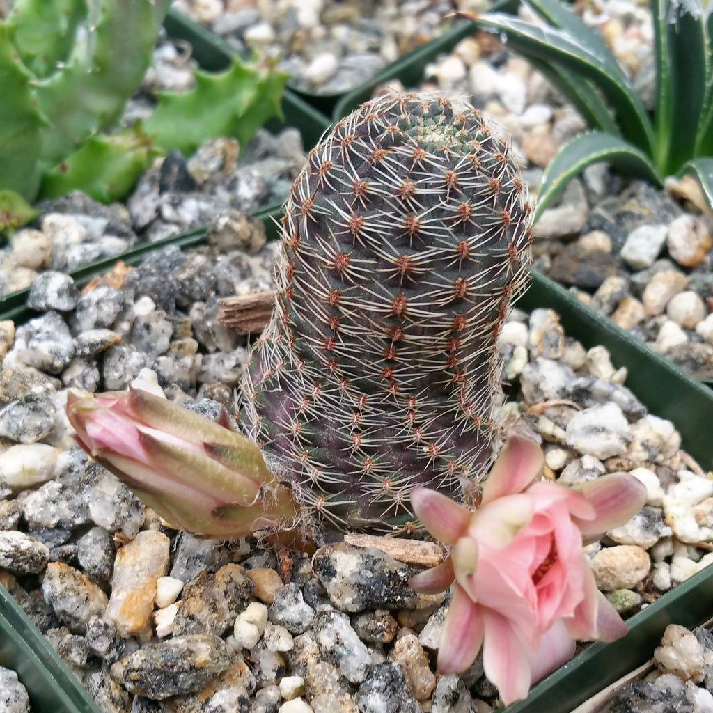 Mediolobivia rosalviflora pygmaea