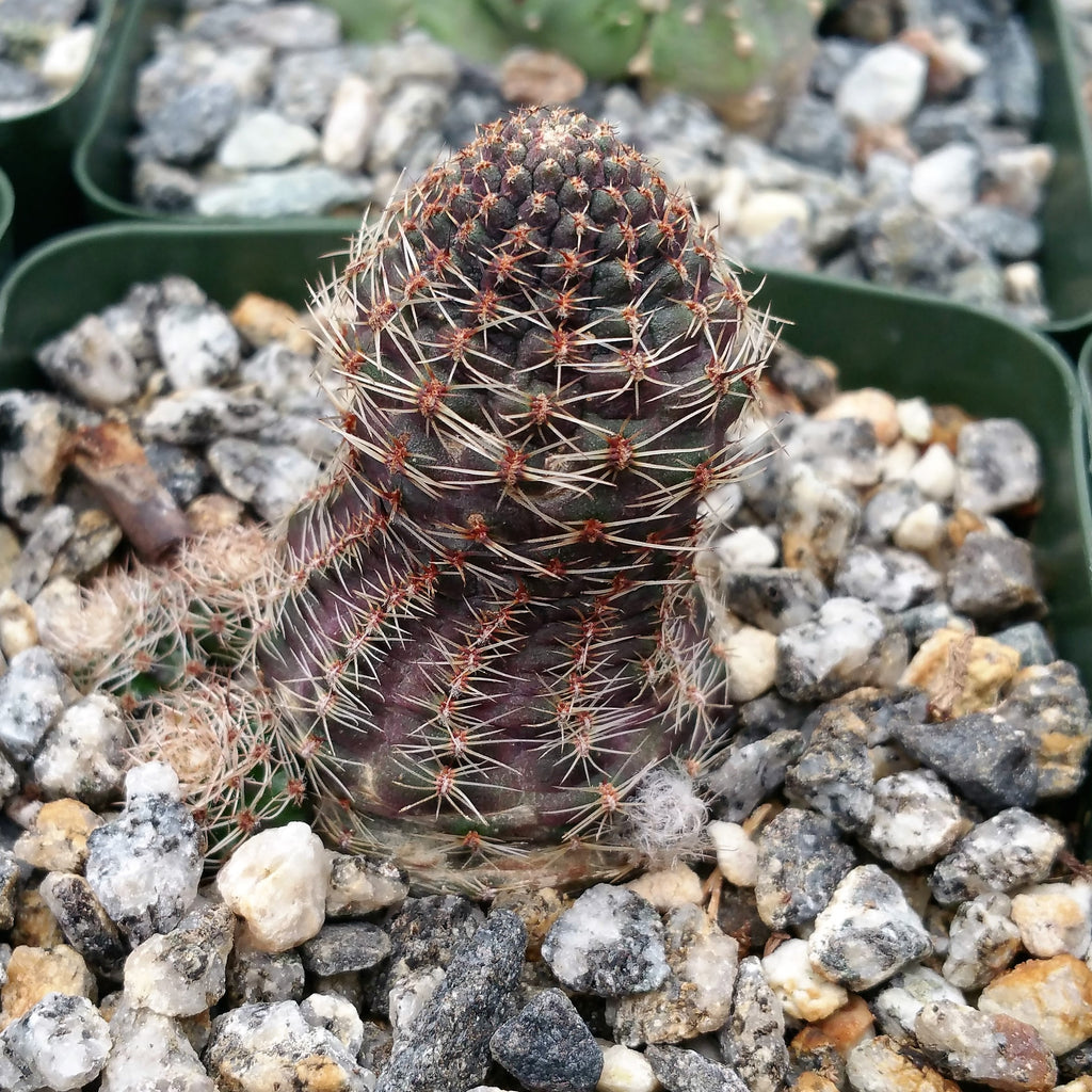 Mediolobivia rosalviflora pygmaea