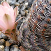 Mediolobivia rosalviflora pygmaea