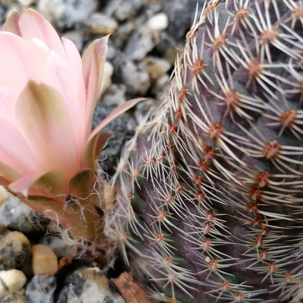 Mediolobivia rosalviflora pygmaea