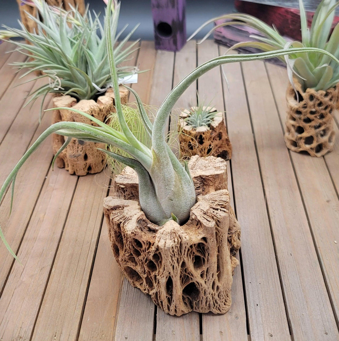 cholla wood air plant Natural Cholla Wood Hollow (2"-12") Small (thick