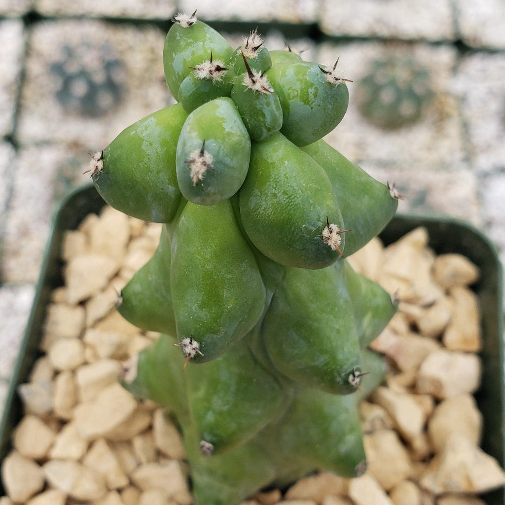 Boobie Cactus -Myrtillocactus geometrizans fukurokuryuzinboku