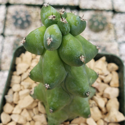 Boobie Cactus - Myrtillocactus geometrizans fukurokuryuzinboku