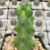 Boobie Cactus -Myrtillocactus geometrizans fukurokuryuzinboku