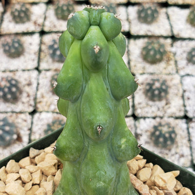 Boobie Cactus -Myrtillocactus geometrizans fukurokuryuzinboku