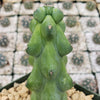 Boobie Cactus -Myrtillocactus geometrizans fukurokuryuzinboku