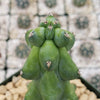 Boobie Cactus -Myrtillocactus geometrizans fukurokuryuzinboku