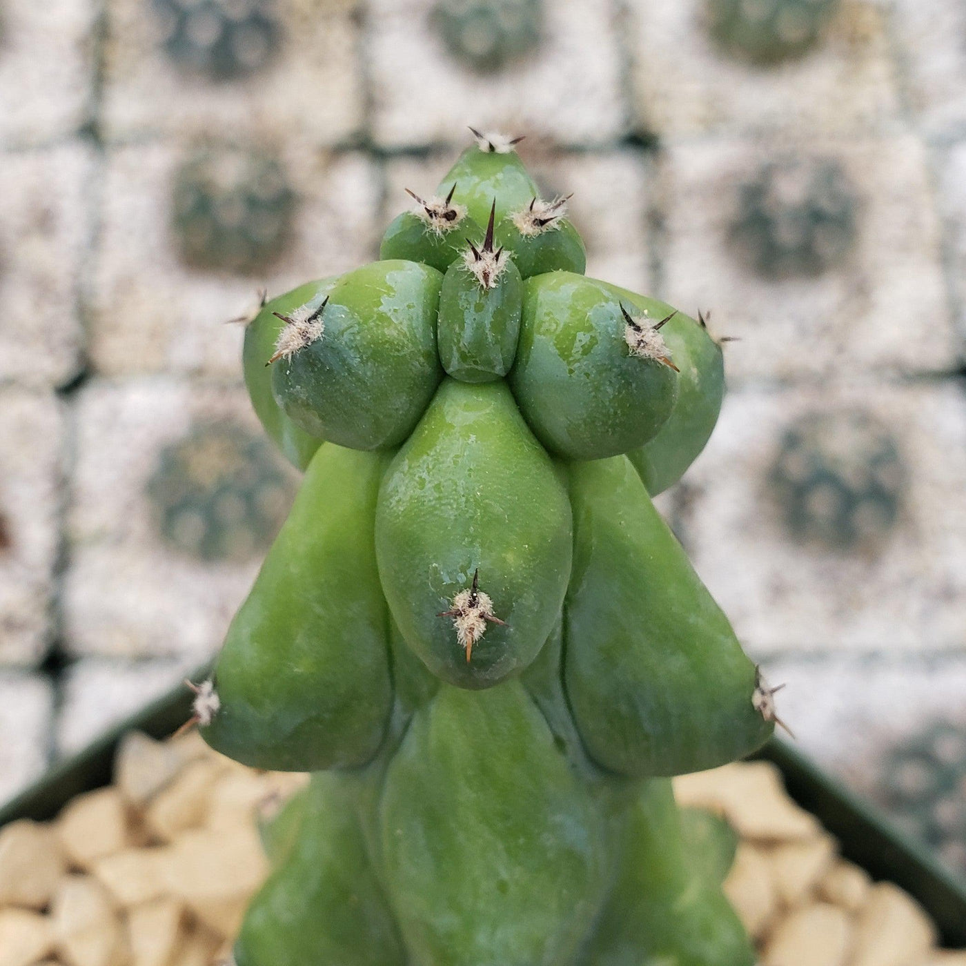 Boobie Cactus -Myrtillocactusgeometrizans fukurokuryuzinboku