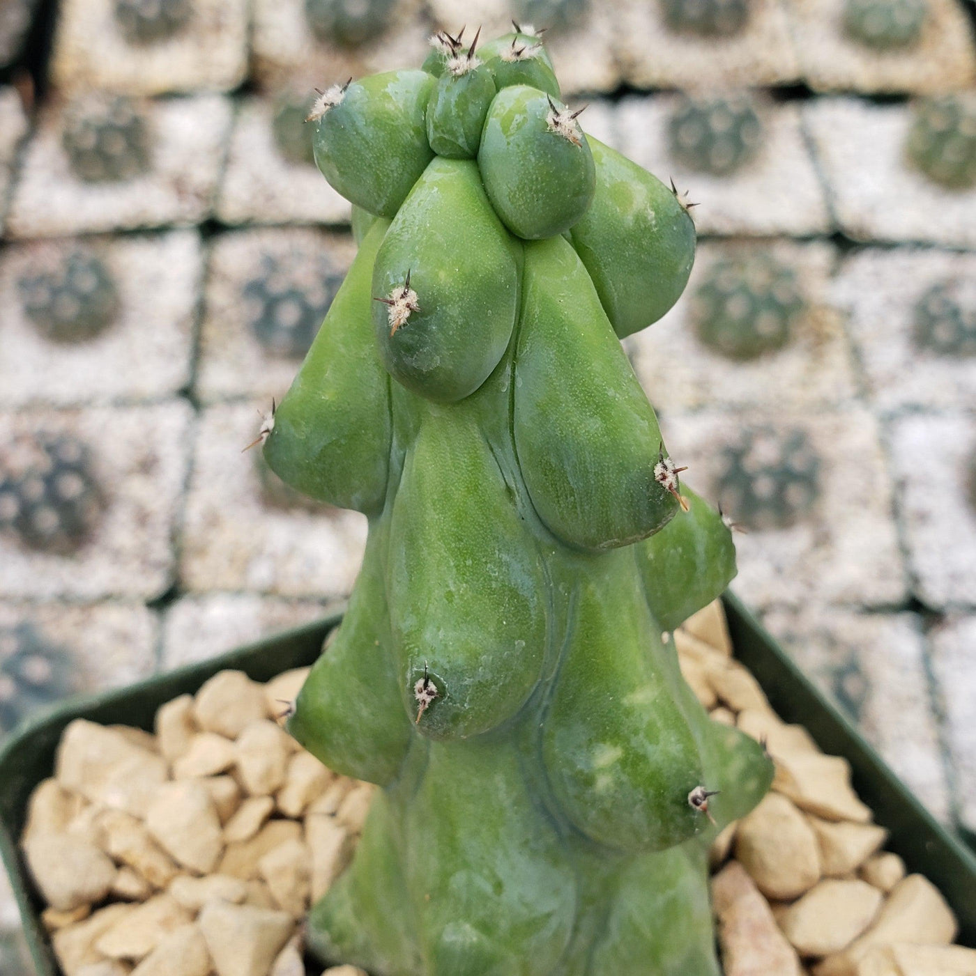 Boobie Cactus -Myrtillocactusgeometrizans fukurokuryuzinboku