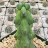 Boobie Cactus -Myrtillocactus geometrizans fukurokuryuzinboku