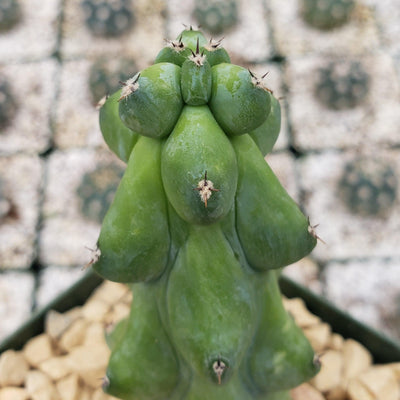 Boobie Cactus -Myrtillocactus geometrizans fukurokuryuzinboku