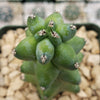 Boobie Cactus -Myrtillocactus geometrizans fukurokuryuzinboku