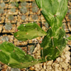 Opuntia maverick variegata