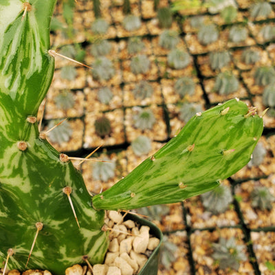 Opuntia maverick variegata
