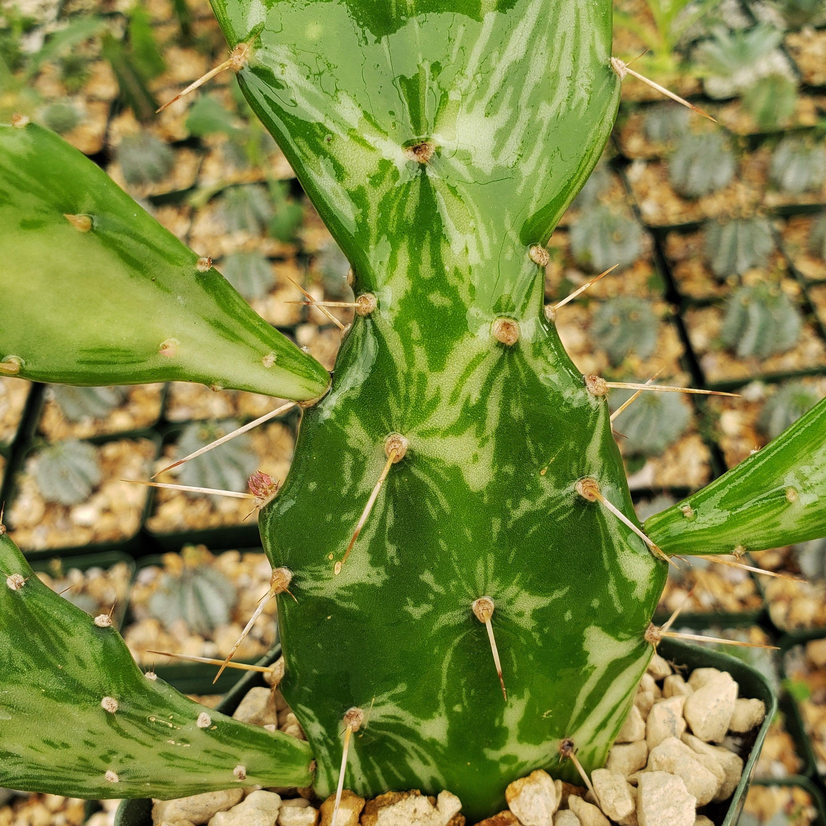 Opuntia maverick variegata