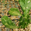 Opuntia maverick variegata