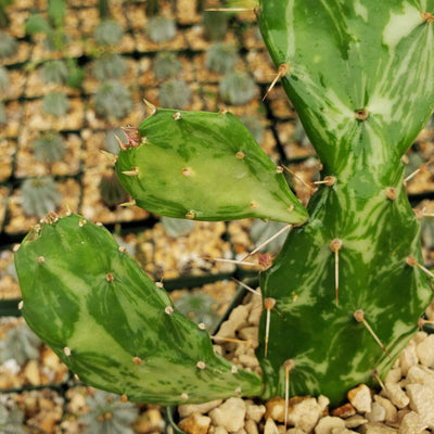 Opuntia maverick variegata