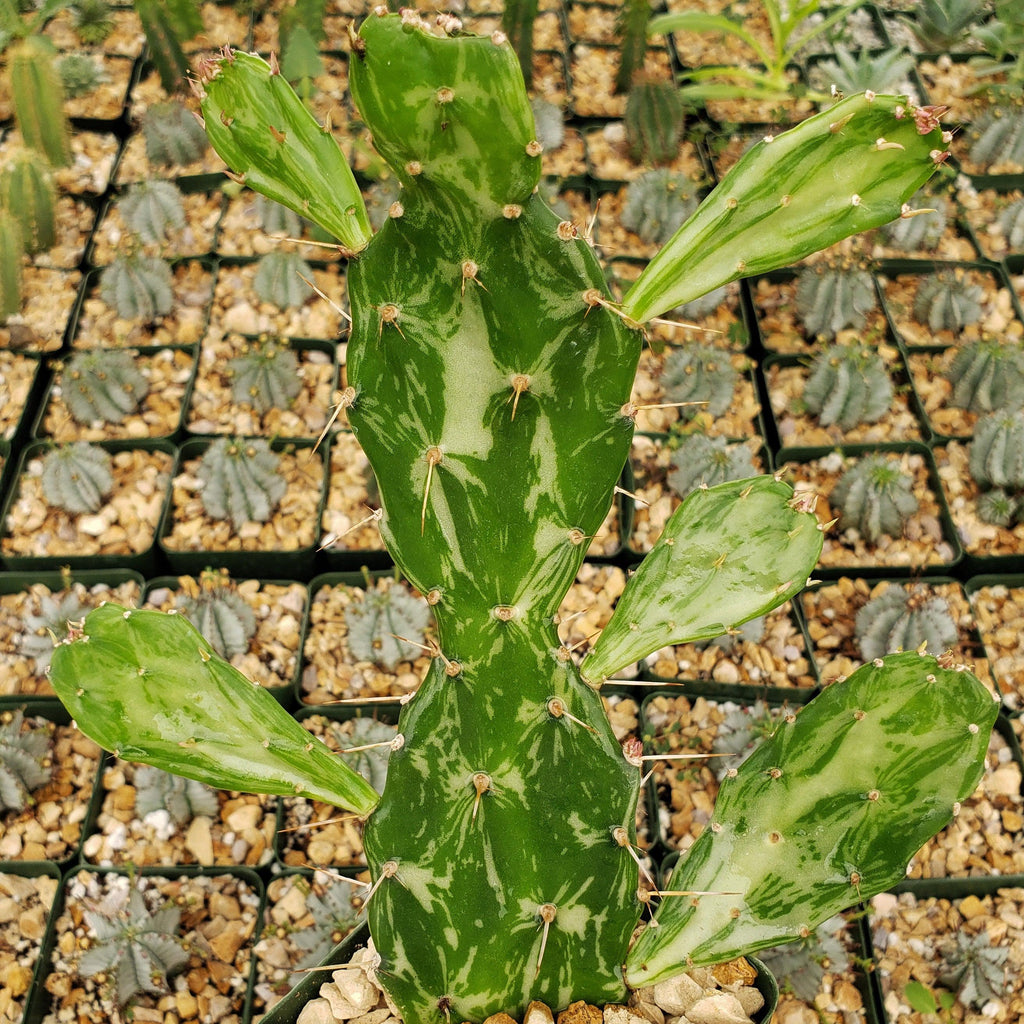 Opuntia maverick variegata
