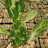 Opuntia maverick variegata