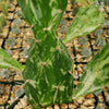 Opuntia maverick variegata