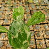 Opuntia maverick variegata