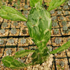 Opuntia maverick variegata