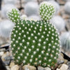 Opuntia microdasys albata