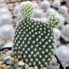 Opuntia microdasys albata